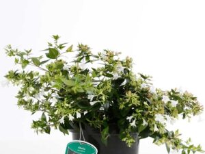 Abelia grandiflora ( hauteur 40 cm )