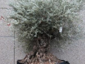 Olivier 250 cm hauteur