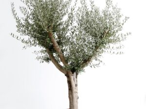 olivier 180 / 200 cm
