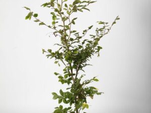 Carpinus betulus 60 / 70 cm