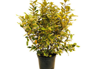 Elaeagnus xebbingei ‘Limelight’ pot 12 L hauteur 80 Cm