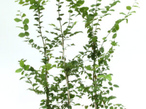 Carpinus betulus 100 /110 cm