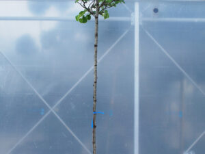 Cercis siliquastrum Pot 30 Litres