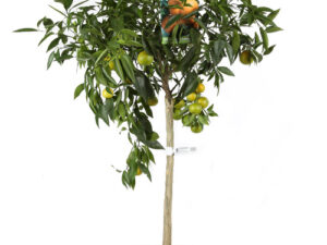 Citronnier Mandarin  TIGE H 115/125CM pot inclus