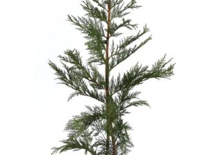 Cupressocyparis leylandii Pot 2L H 80 -100 cm