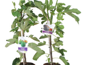 Figuier 5L MINI TIGE H 90/110CM
