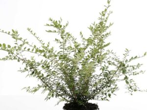 Lonicera nitida ‘Elegant’ Hauteur 30 / 40 cm