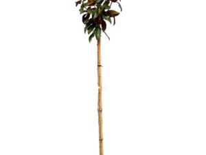 Magnolia grandiflora ‘Galissonniere’ pot 25 Litres