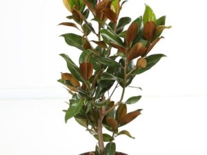 Magnolia grandiflora ‘Galissonniere’ hauteur 80/100 cm