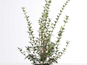 Osmanthus xburkwoodii Hauteur 40/50 cm
