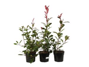 Photinia xfraseri ‘Red Robin’ hauteur 50/60 cm