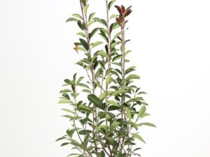 Photinia hauteur 80 / 100 cm