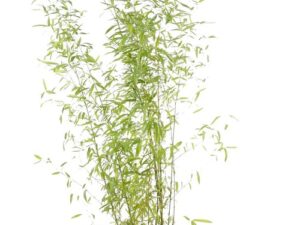 Bambou aurea C 10 L hauteur 150 Cm