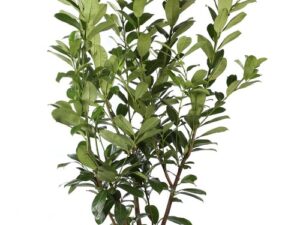 Prunus laurocerasus ‘Rotundifolia’ 100 Cm pot 10 Litres