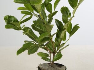 Prunus laurocerasus ‘Rotundifolia’ hauteur 40/60