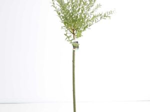 Saule Crevette sur tige Hauteur 120 cm