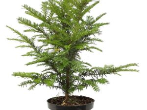 Taxus baccata hauteur 30 / 40 cm