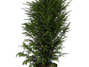 Taxus baccata hauteur 80/90 cm