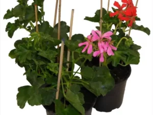 Géranium lierre simple pot de ø 10.5