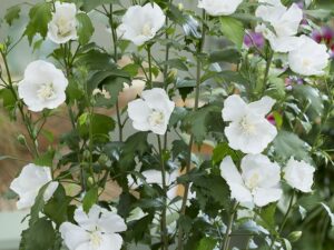 Hibiscus 60 cm Blanc