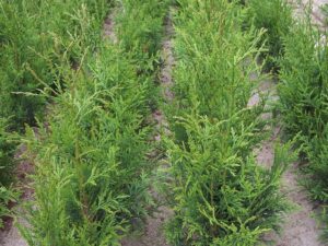 Thuja occidentalis ‘Brabant’ 80 / 100 cm
